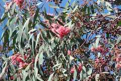 Eucalyptus leucoxylon